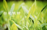 白毫银针：中国名茶的起源与独特品质解析