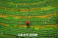 贵州黔南：金钩挂满细毛尖，四月人间采茶忙