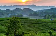 贵州茶叶的瑰宝：哪些茶能成为地方特色？