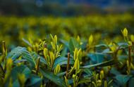 安溪铁观音：中国茶文化的瑰宝