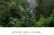 黄山毛峰春茶：市集上的发源地之选