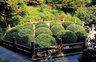 西湖龙井：绿茶中的瑰宝，为何价值连城？