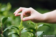 2021年中国十大名茶排行榜，你有何见解？