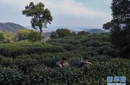 西湖龙井茶的开采季正式开启