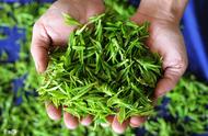 探索中国十大名茶：你家乡的味道在其中吗？