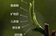 揭秘绿茶界最有名的“大哥”：西湖龙井的内鬼之谜