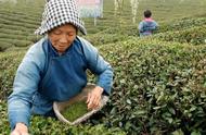 印度红茶如何取代中国茶叶成为霸主？