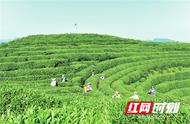 湖南春茶新品上市，产地特色一览无余！