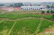 衡南宝盖：推动夏秋茶产业发展，助力农民稳定增收