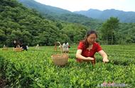 康县：夏季茶叶采摘的黄金季节