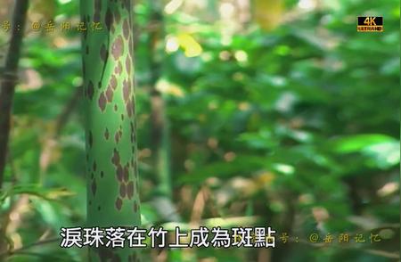 4K高清修复版：台湾纪录片-九十年代的岳阳（8）#君山银针