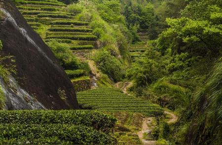 武夷岩茶系列：乌龙茶的深度解析