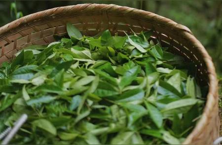 大自然的恩赐：武夷岩茶的魅力