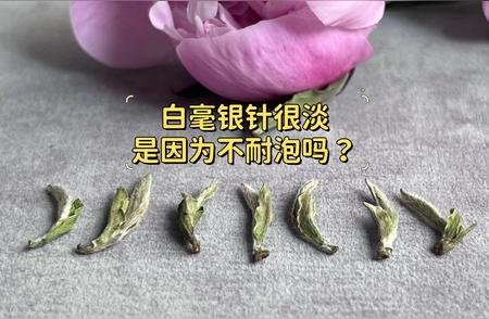 白茶中的白毫银针，是否普遍存在太嫩、太淡、不耐泡的问题？