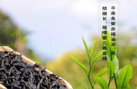 乌龙茶品鉴：探索茶文化的精髓