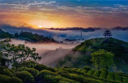 浪漫宣恩：一场品茗的旅行