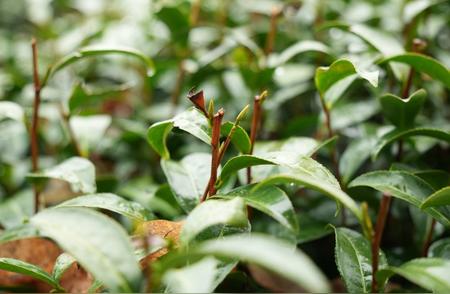 寒潮来袭，西湖龙井茶树颤抖？别担心，雨水反而带来好处