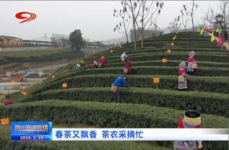 四川新闻联播：春茶飘香，茶农忙碌采摘