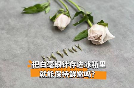 白毫银针真的能像绿茶一样在冰箱里保鲜吗？