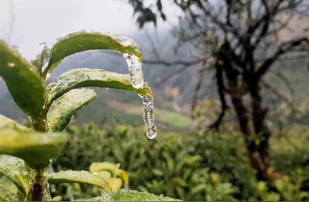 黄山毛峰早春茶产量质量令人担忧