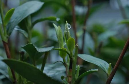 蒙顶甘露：一种神秘的茶品，你了解吗？