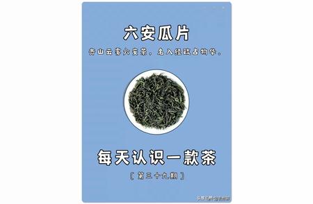 六安瓜片：每天一杯，品味茶的世界