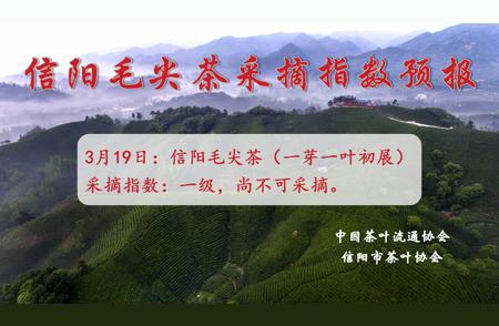 信阳毛尖茶：3月18日启动采摘指数，尚不达标！