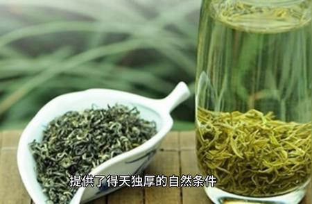 碧螺春茶：品鉴指南与饮用技巧