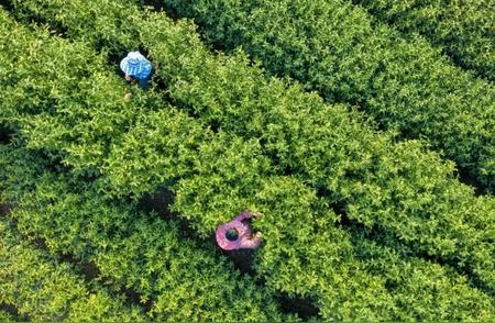 苏州启动碧螺春茶叶采摘季，立法保护珍贵茶叶