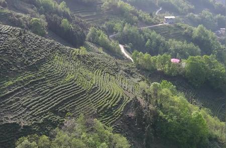 陕西紫阳富硒茶：春日采摘盛景