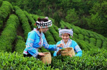 都匀毛尖茶产业：从种植到销售的发展历程
