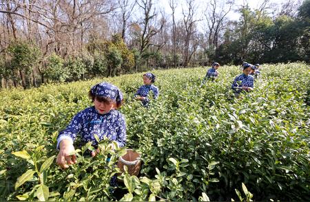 2024年钟山雨花茶季开启，茶香与梅花香相随