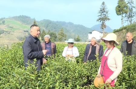 张晓华：用茶连接万源，塑造富硒茶产业新典范