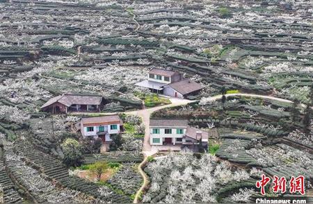 四川夹江春日美景：李花盛开，春茶飘香