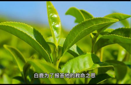 揭秘龙井茶背后的传奇故事