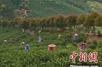 江西春茶季：乡村的振兴之路与新鲜茶叶的竞赛