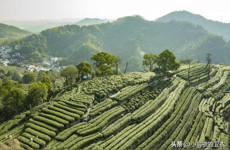 龙井茶品种间的微妙差别