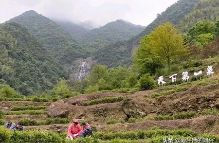 江西特产推荐—尝试庐山云雾茶