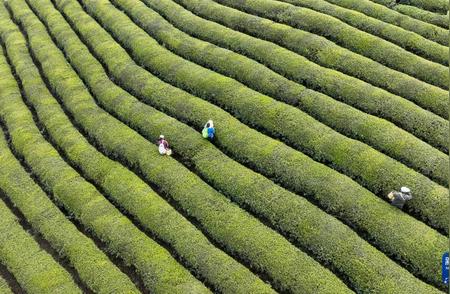 春季采茶忙：从田间到杯中的新鲜故事