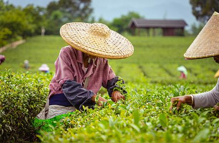 明前茶的利与弊：专家指导正确饮茶方式