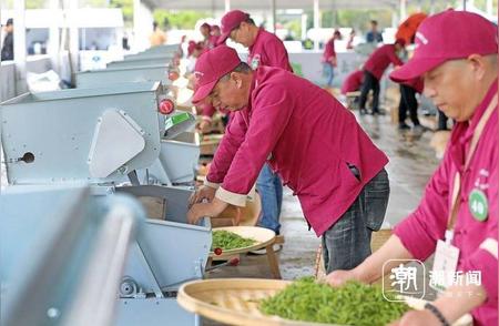 龙井茶匠巅峰对决：18个产区茶农角逐“制茶大师”称号