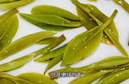 如何泡制完美一杯龙井茶：专业技巧揭秘