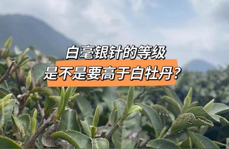 白毫银针与白牡丹：探究两种白茶之间的联系