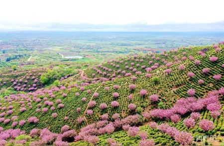 安徽巢湖3万亩茶园春意盎然，春茶采摘季盛大开启