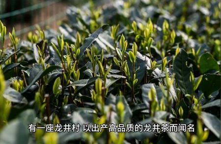 龙井茶的神秘起源：一则民间传说