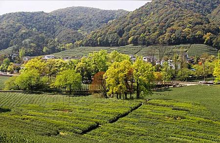 龙井茶的神秘起源