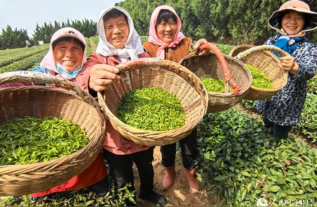 山东日照谷雨季节：绿茶香气四溢