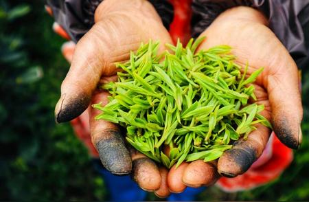 探索茶的多样性：除了顶级名茶，还有这4款美味小众茶等你品尝！