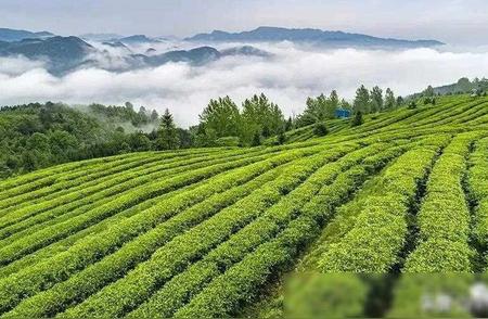 都匀毛尖茶荣登全国百强榜第四名！