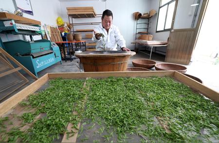 河北灵寿太行龙井：茶香四溢引关注